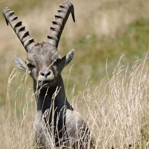 Tiere im Entlebuch